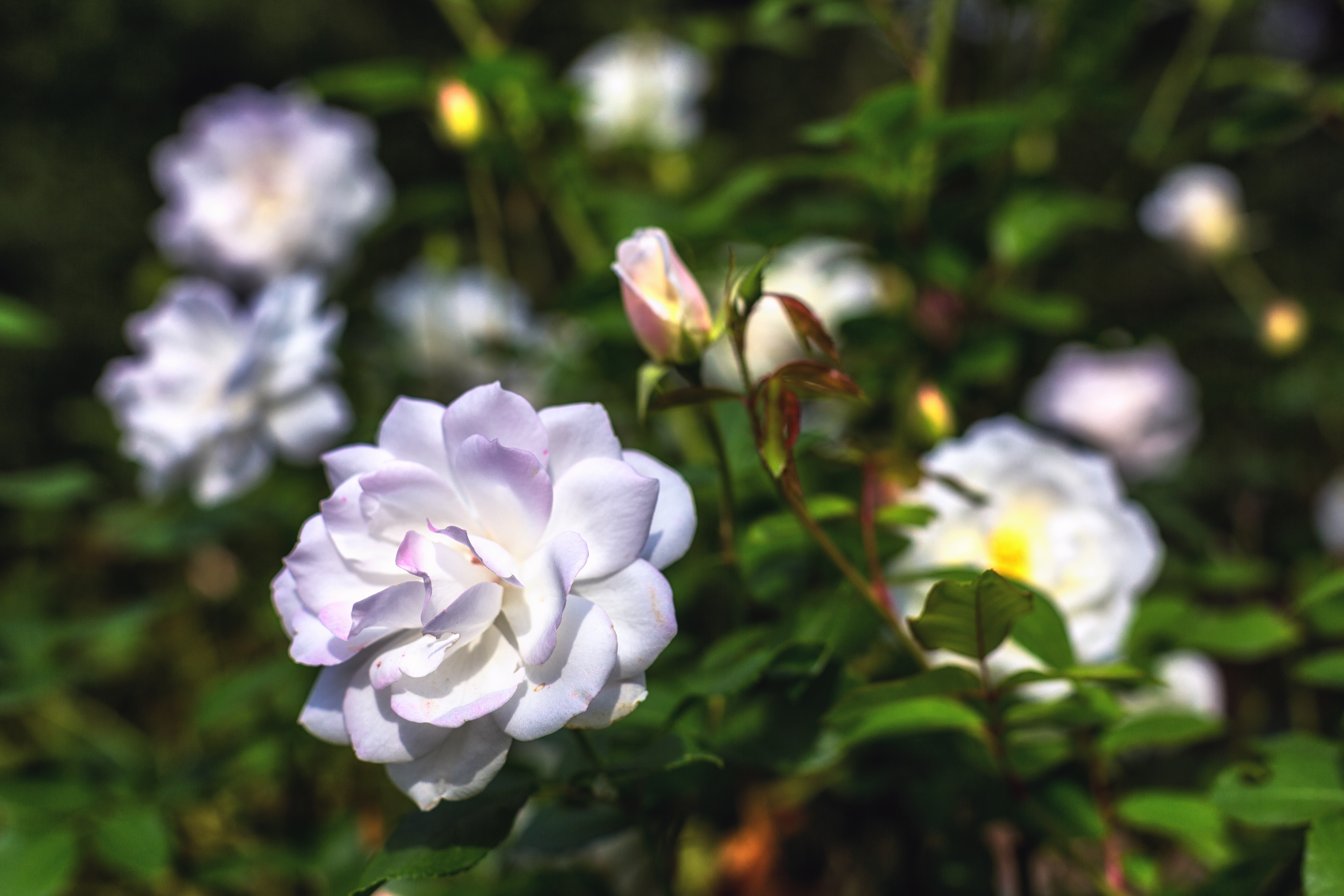 C93B7356-Edit
