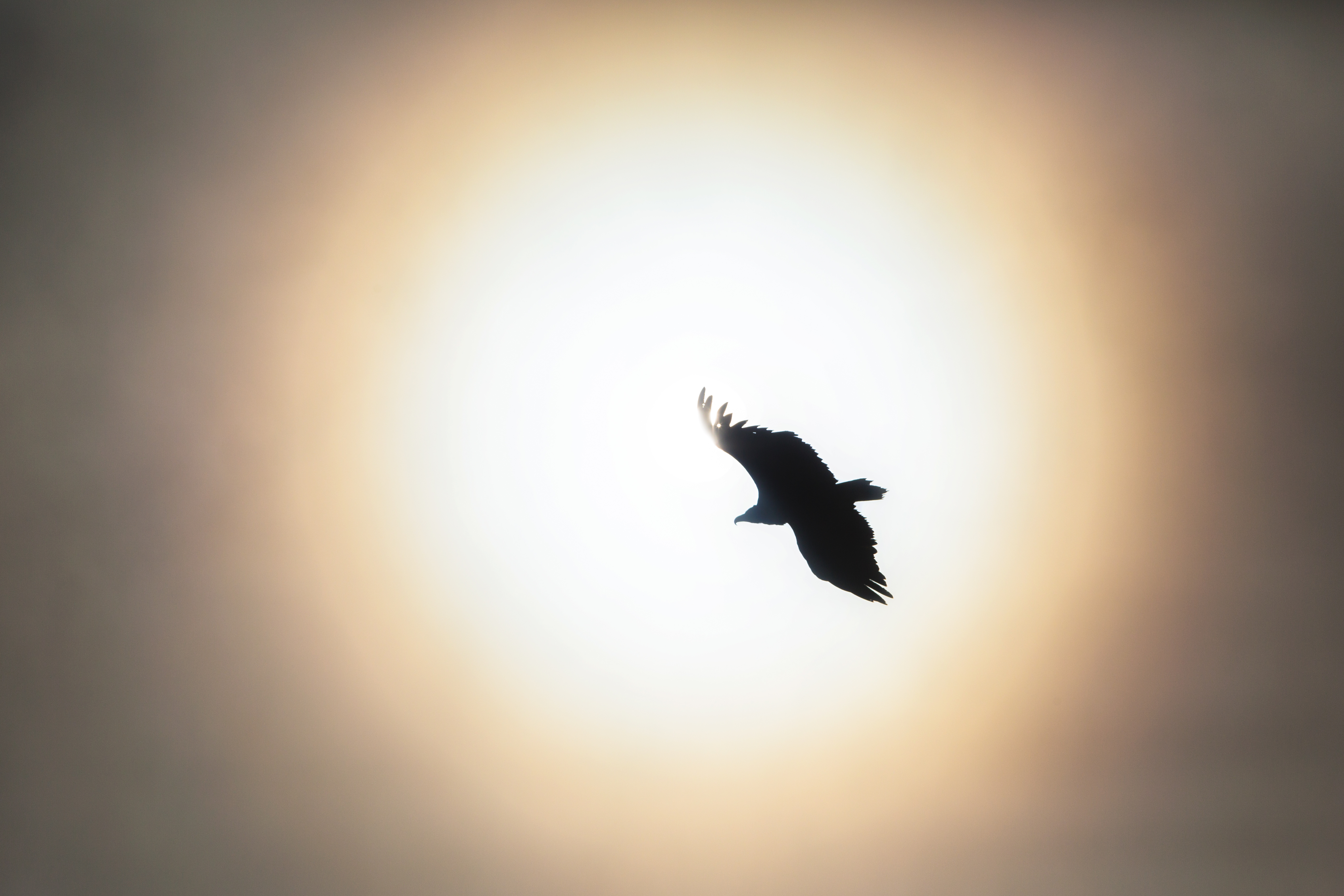 C93B7772-Edit